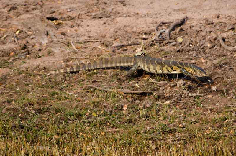 112 - Botswana - lagarto Varano - parque nacional de Chobe